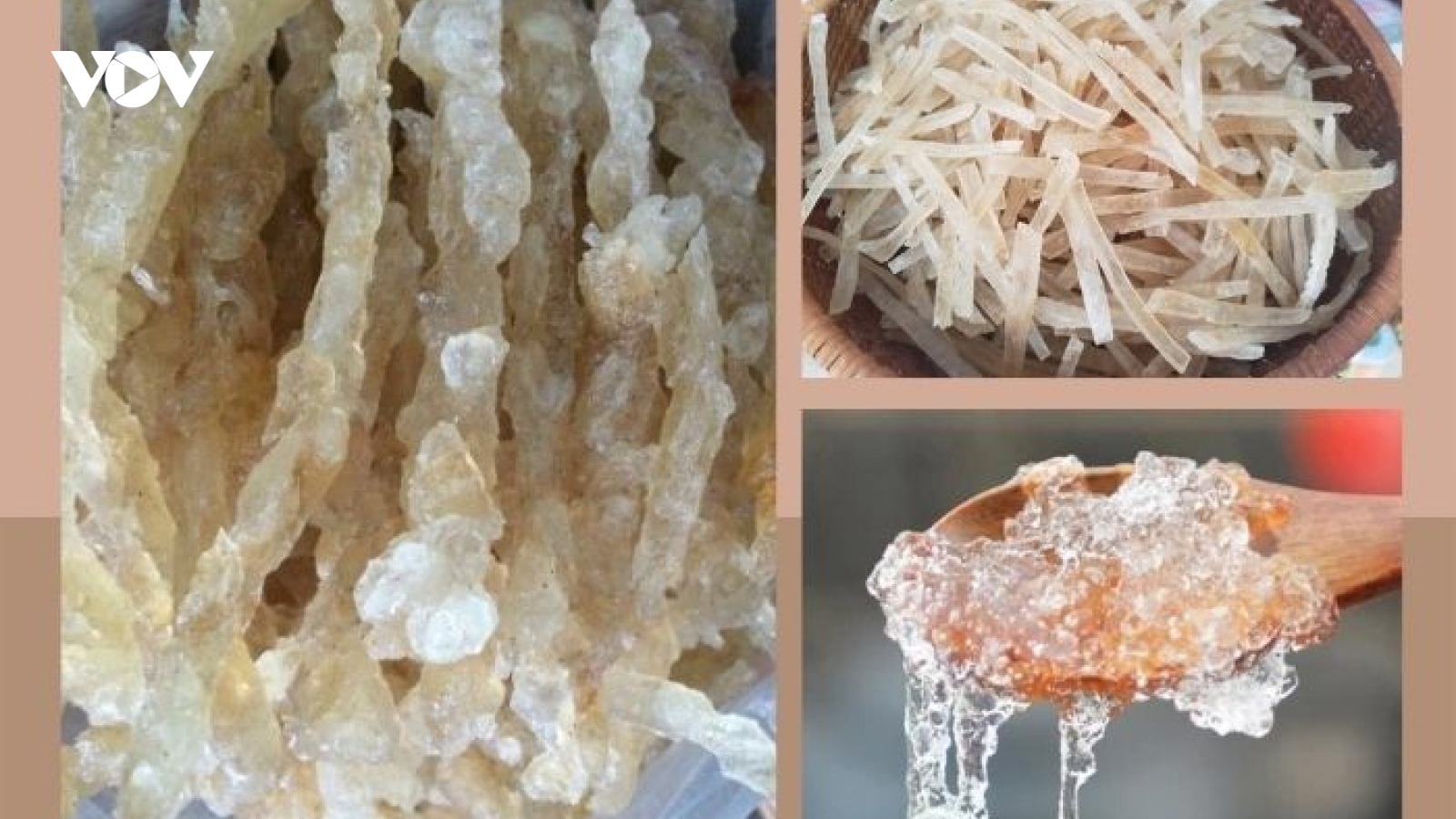 “Lộc trời” trong veo mang lại thu nhập cho người dân
