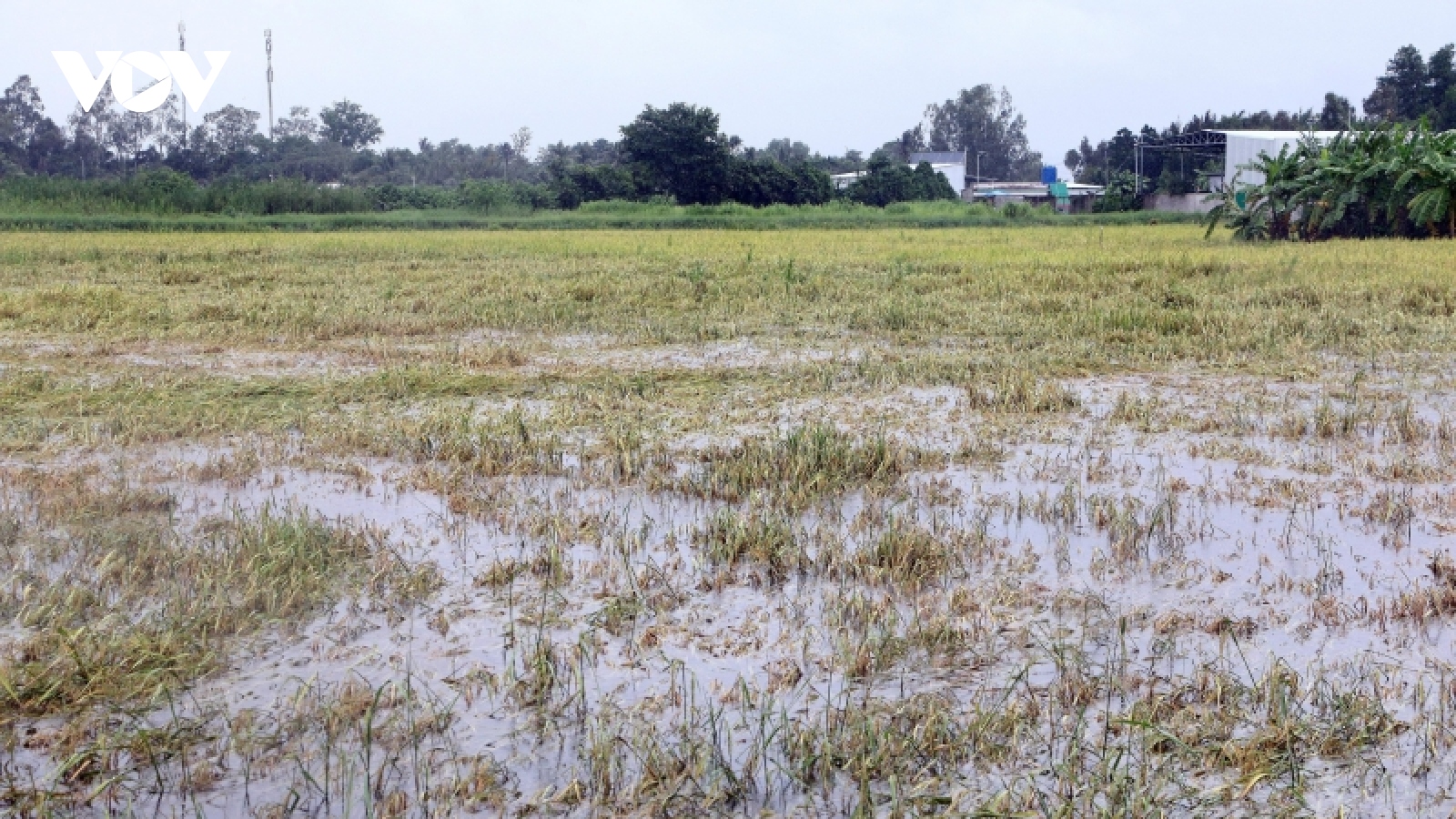 Mưa kéo dài, nhiều diện tích lúa Hè Thu sắp thu hoạch bị đổ ngã và ngập úng