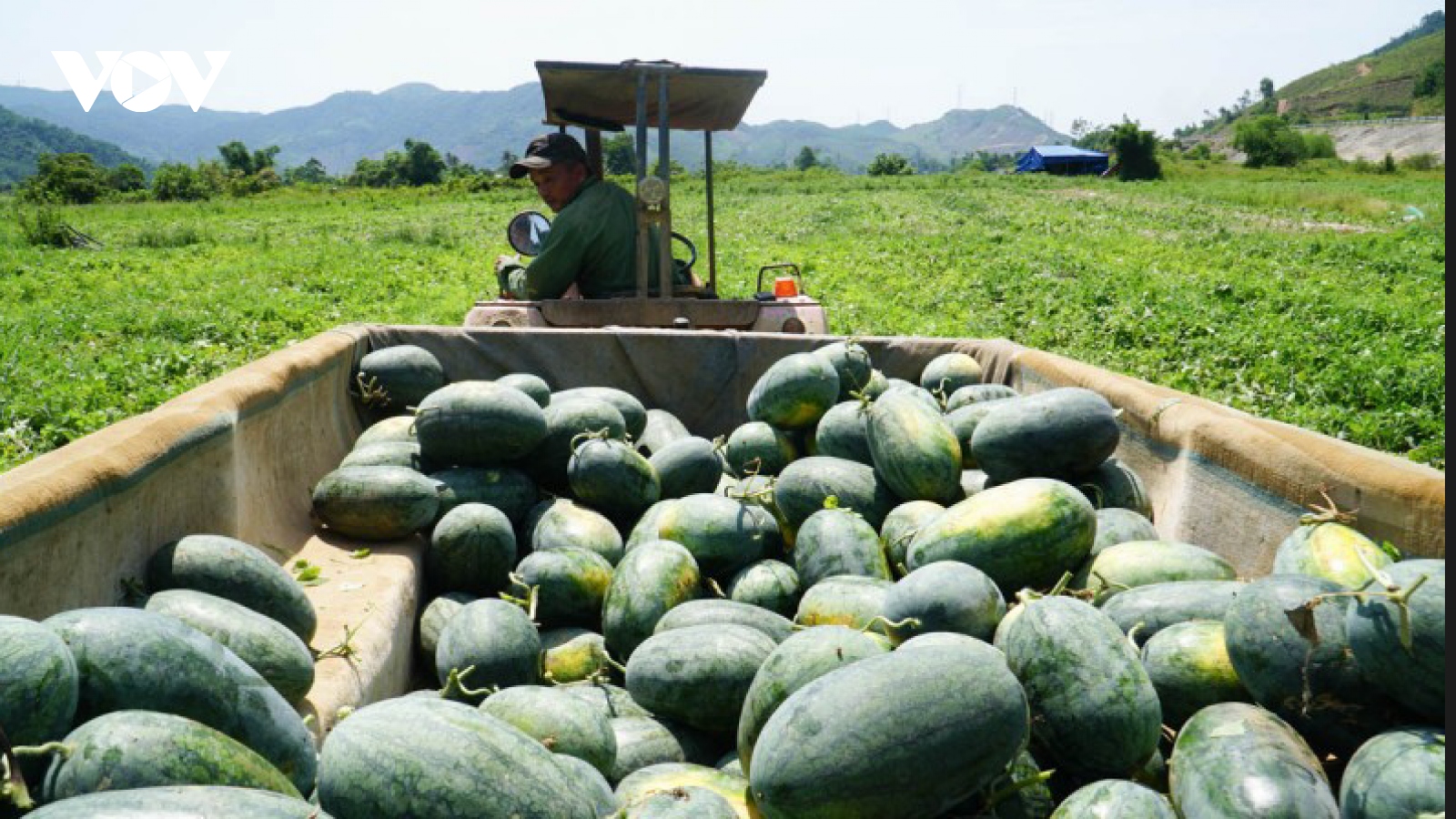 Nông dân Đà Nẵng chuyển đổi cây trồng mang lại hiệu quả cao