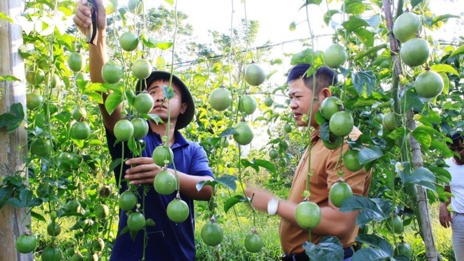 Lai Châu: Loại cây trồng thu nhập gấp 5 lần trồng ngô, lúa