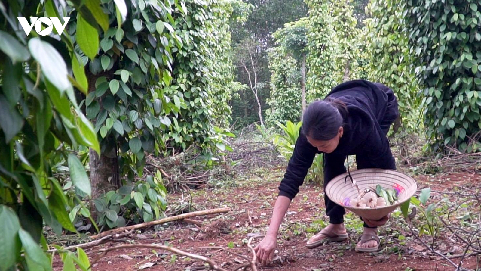Bới lá mục hái nấm trắng ngần, thợ rừng kiếm tiền triệu mỗi ngày