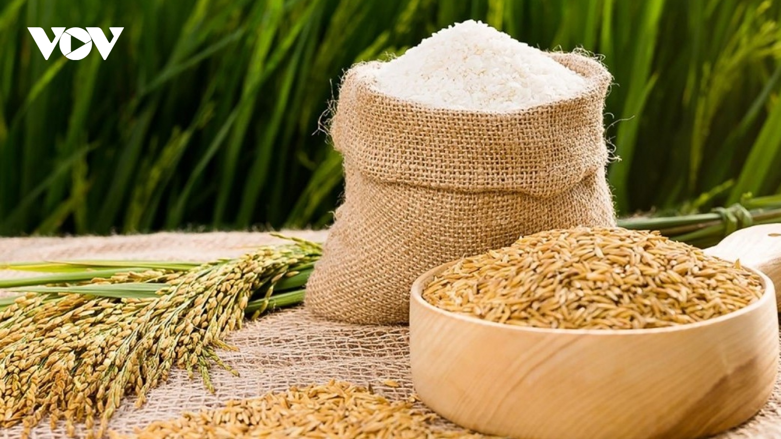 Vietnamese rice export price now highest in world market