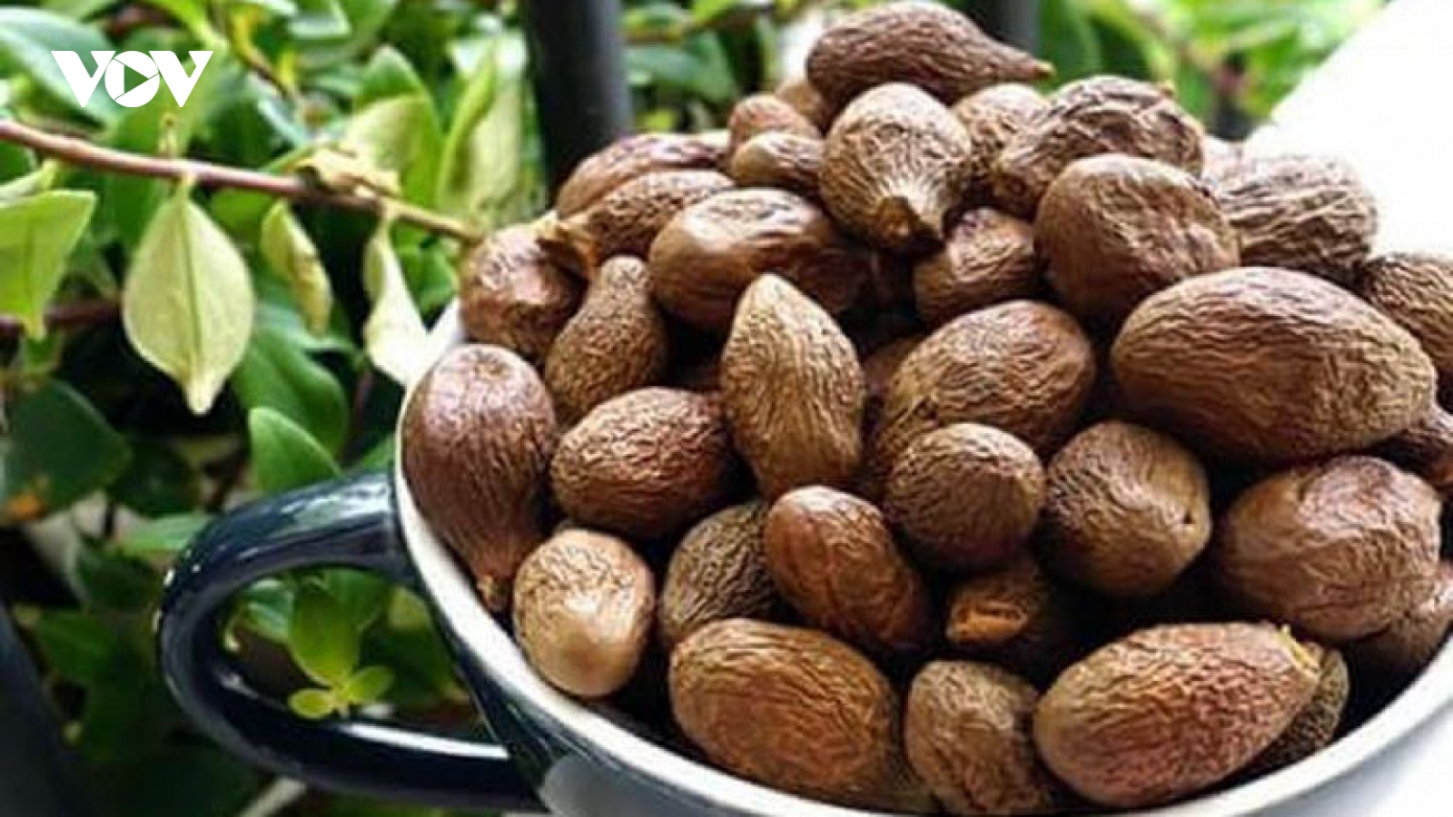 Quả ươi lên đời thành đặc sản đắt giá