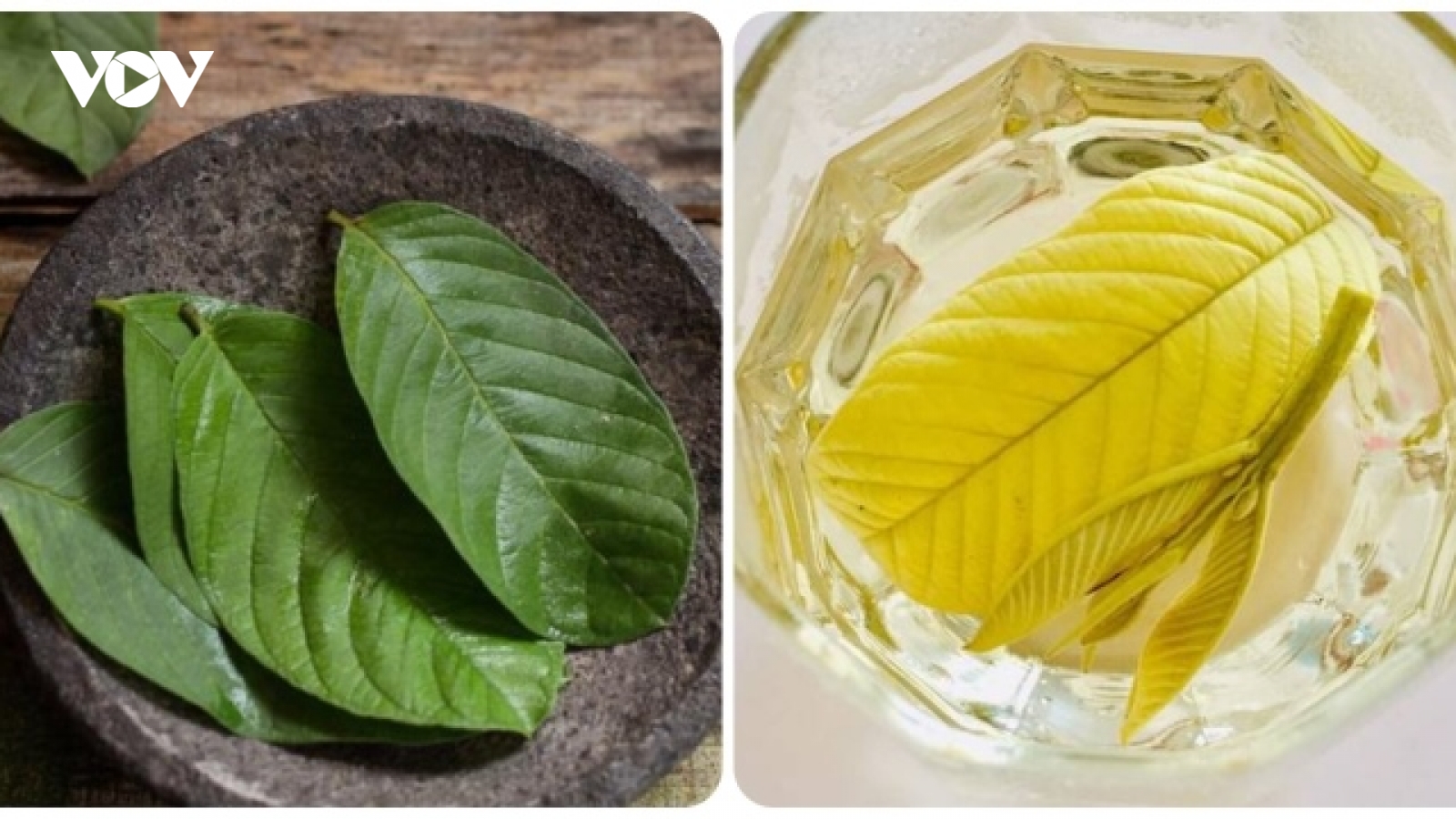 Uống nước lá ổi tươi có tác dụng gì?