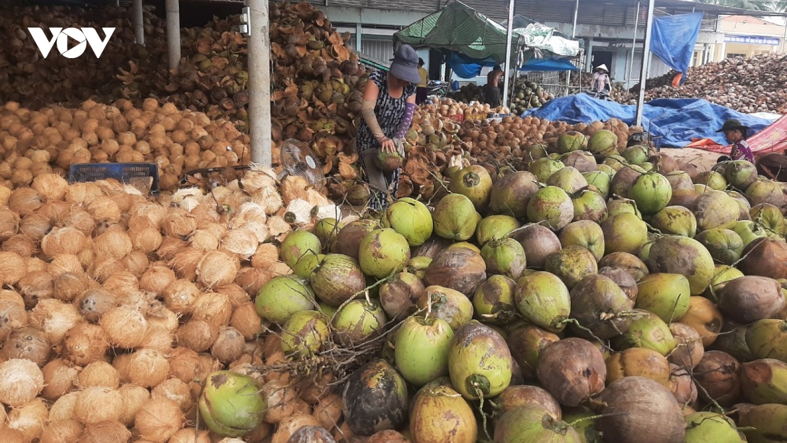 Trái dừa hữu cơ Bến Tre giá ổn định trong bối cảnh đầu ra khó khăn