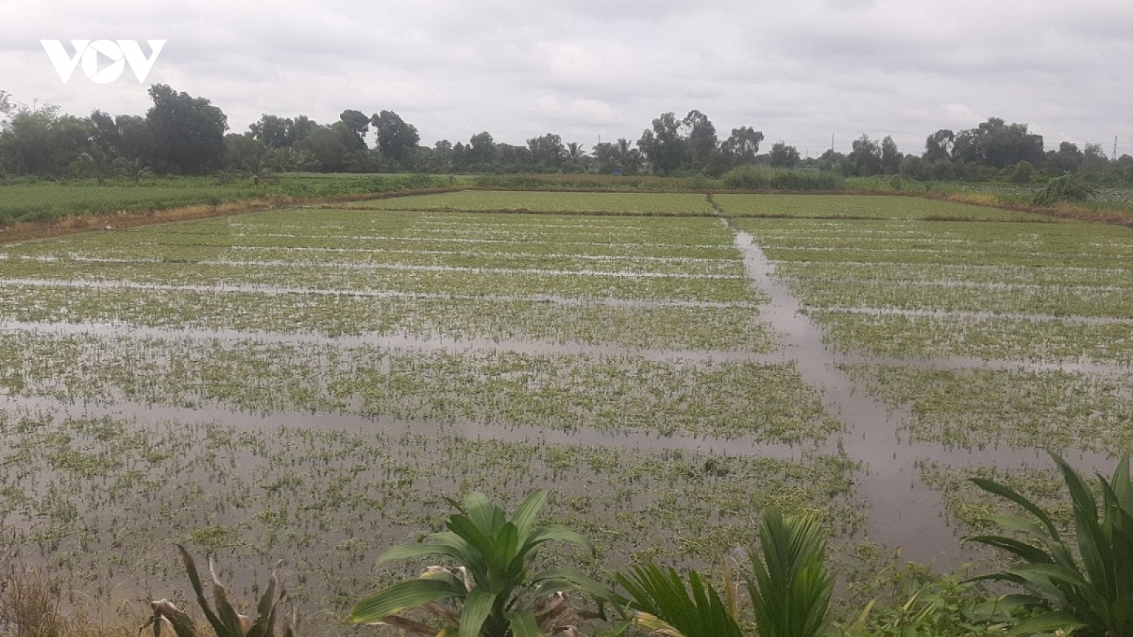 Nông dân trồng rau màu ở Tiền Giang khốn đốn vì mưa to kéo dài