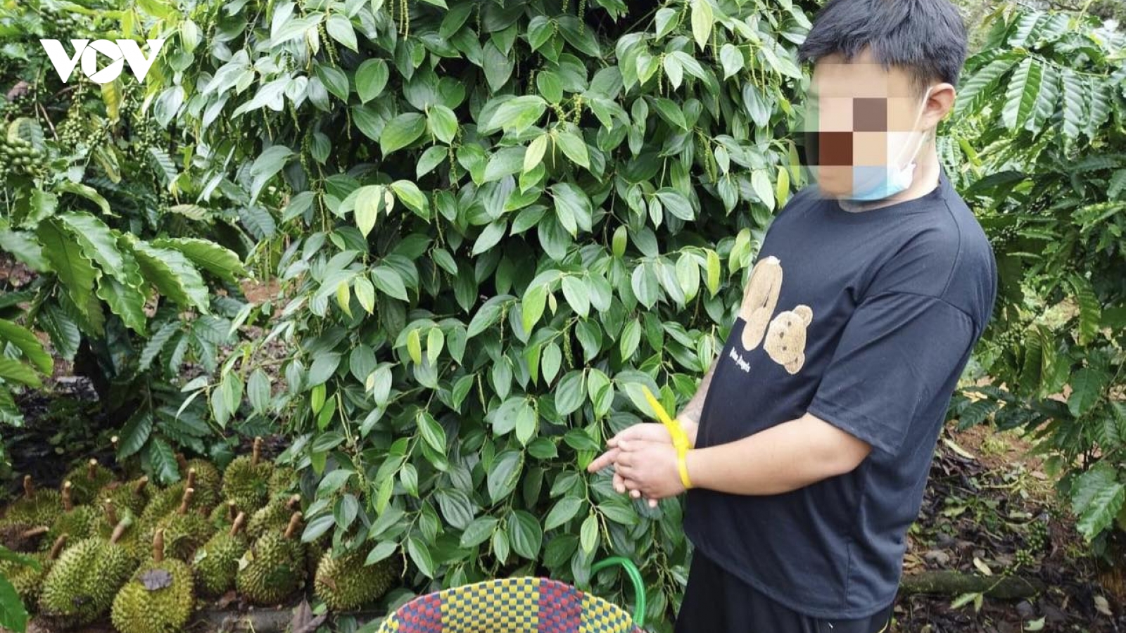 Bắt quả tang 2 đối tượng cắt trộm sầu riêng