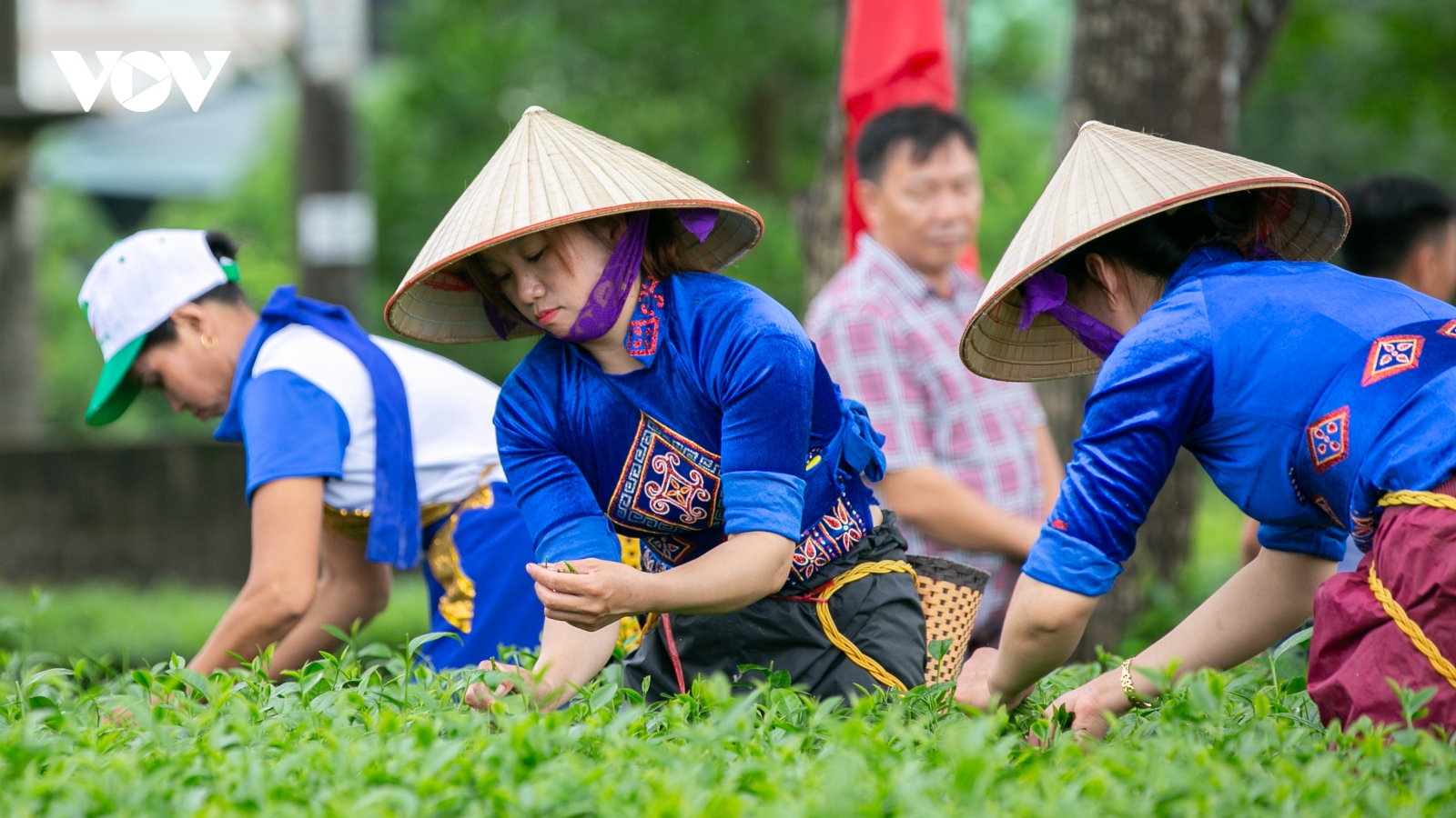 Tưng bừng cuộc thi hái chè tại ngày hội văn hóa du lịch trà Đường Hoa