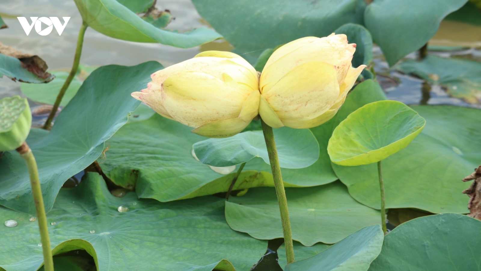 Sen tịnh đế Bỉ Ngạn Vàng siêu hiếm, giá lên đến cả triệu đồng