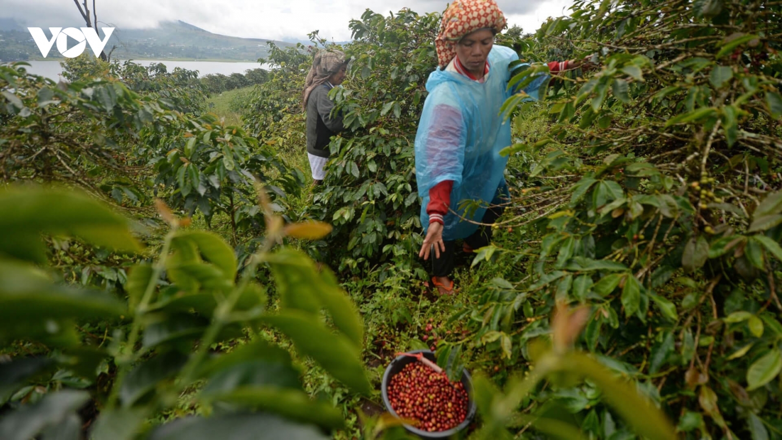 Vụ cà phê Indonesia đối mặt nguy cơ khô hạn do El Nino