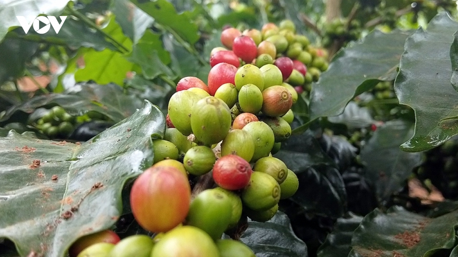 Giá cà phê hôm nay 31/8: Giá cà phê trong nước tiếp tục tăng