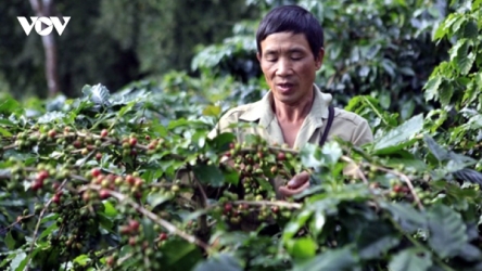Giá cà phê hôm nay 17/6: Giá cà phê thế giới tăng trên 2 sàn quốc tế