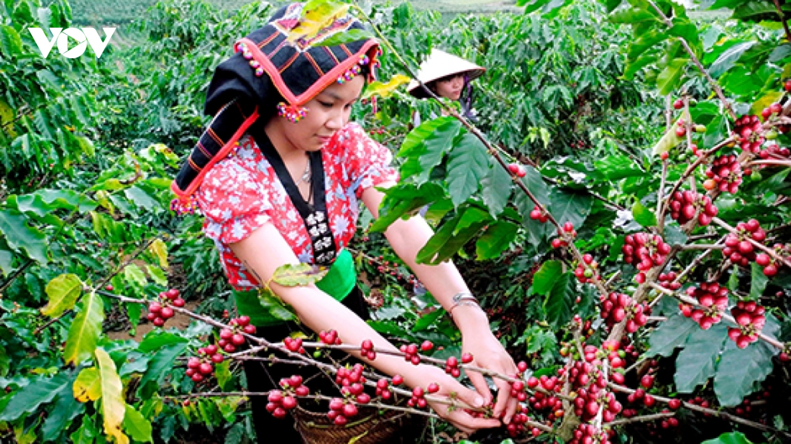 Giá cà phê hôm nay 23/11: Tăng cao nhất 200 đồng/kg