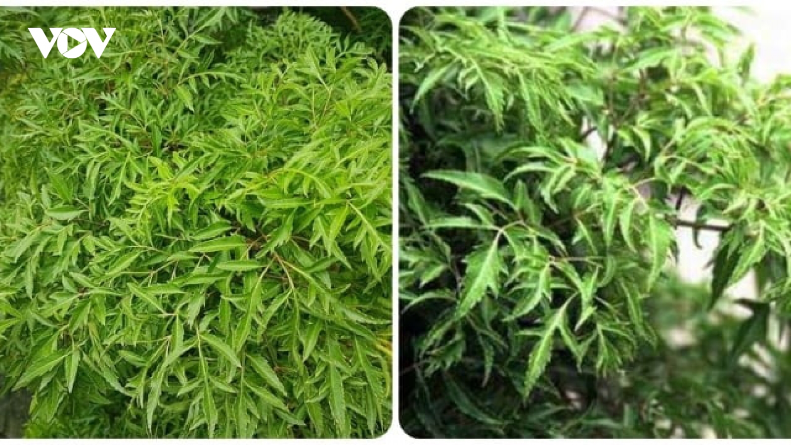 Bộ phận nào của cây đinh lăng dùng làm thuốc?