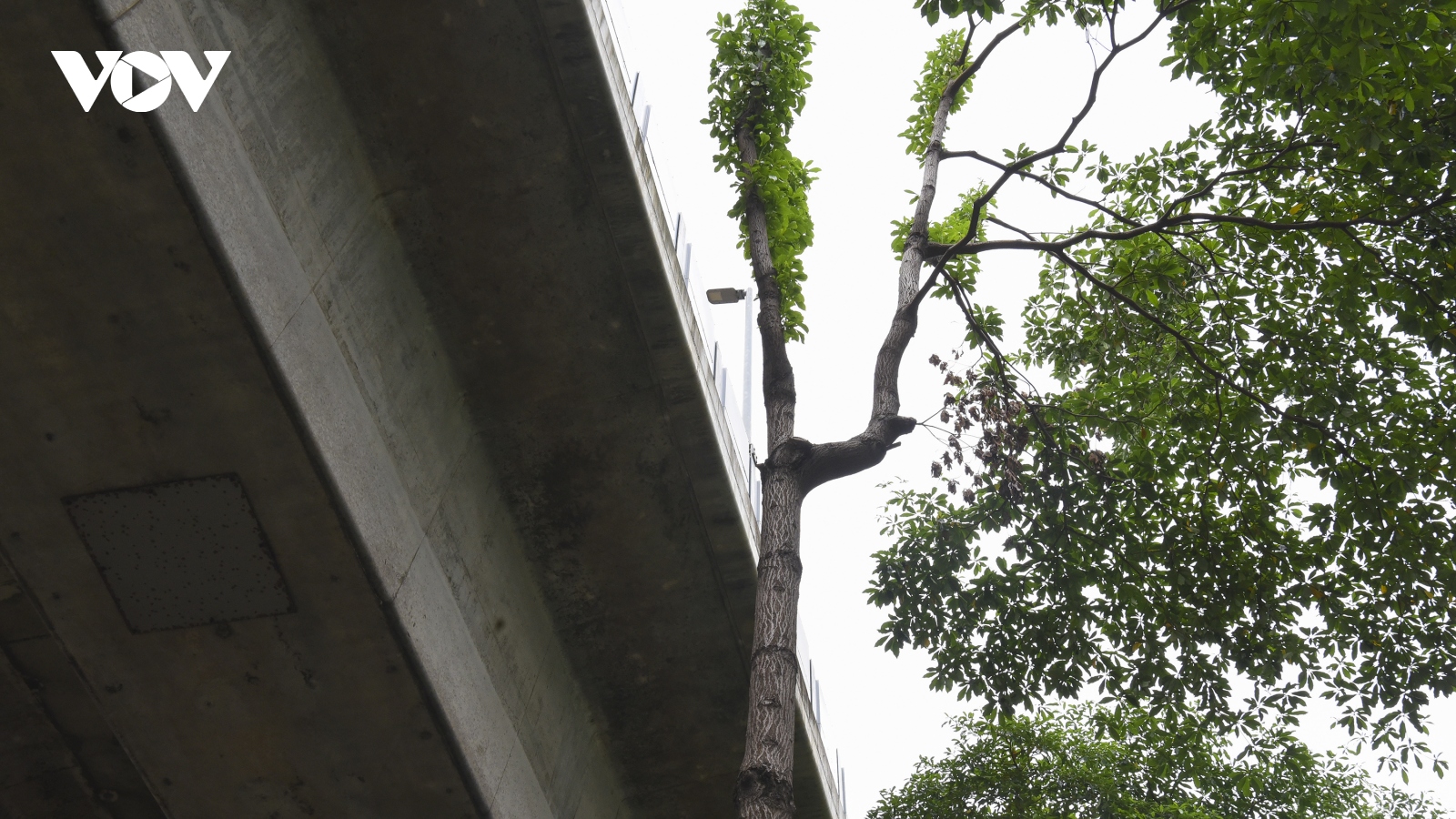 Hàng loạt cây xanh Hà Nội khó phát triển vì “đụng trần” đường trên cao