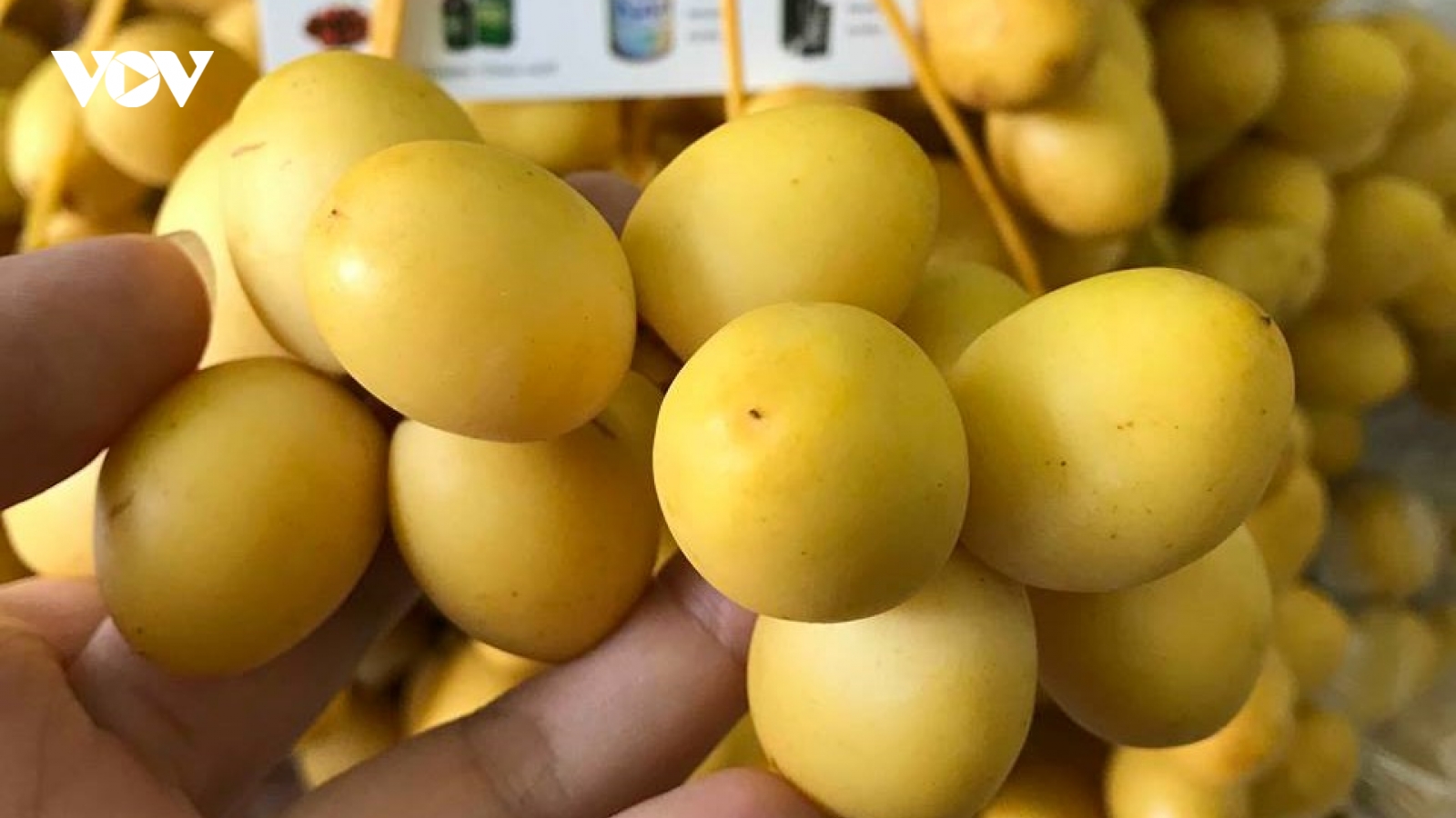 Loại trái cây vàng óng nhập khẩu “gây sốt” chợ Việt