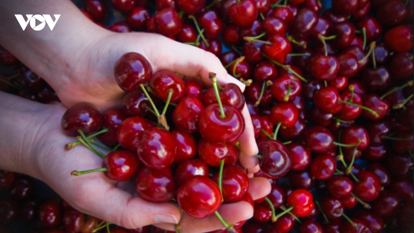 Cherry Mỹ đổ bộ Việt Nam, giá rẻ chưa từng có