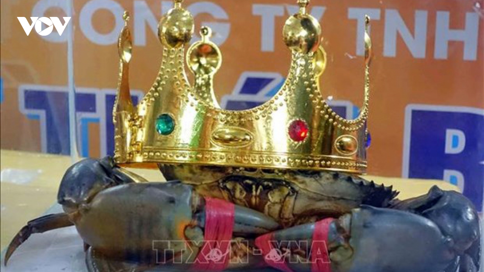 Nhận diện những nút thắt để "cởi trói" cho thương hiệu cua Cà Mau