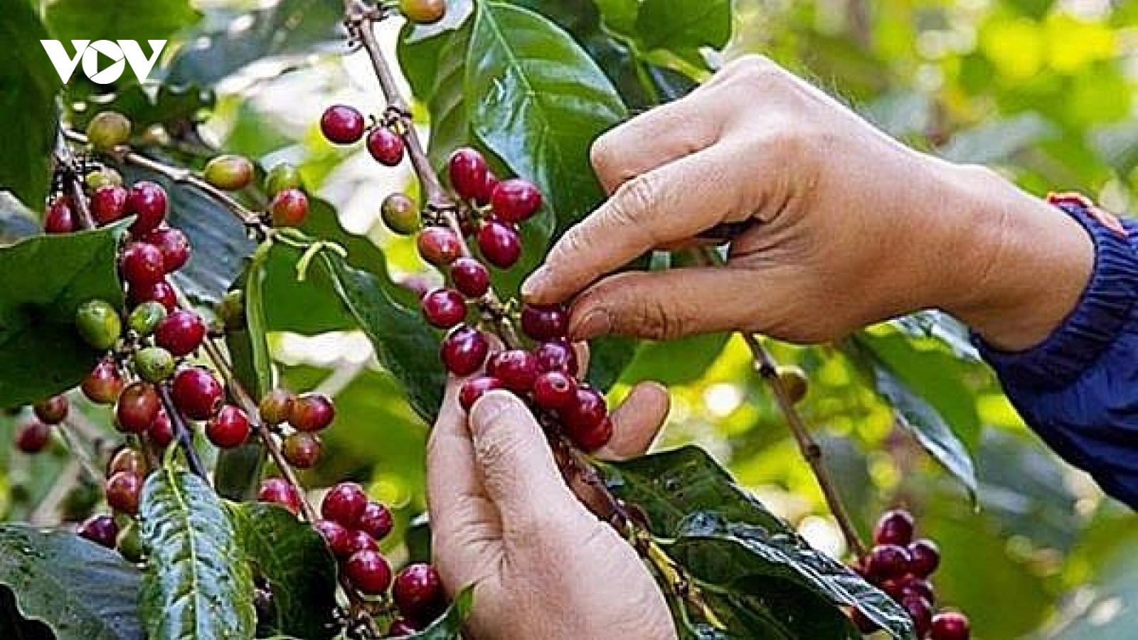Giá cà phê hôm nay 30/8: Thu mua cao nhất 65.900 đồng/kg