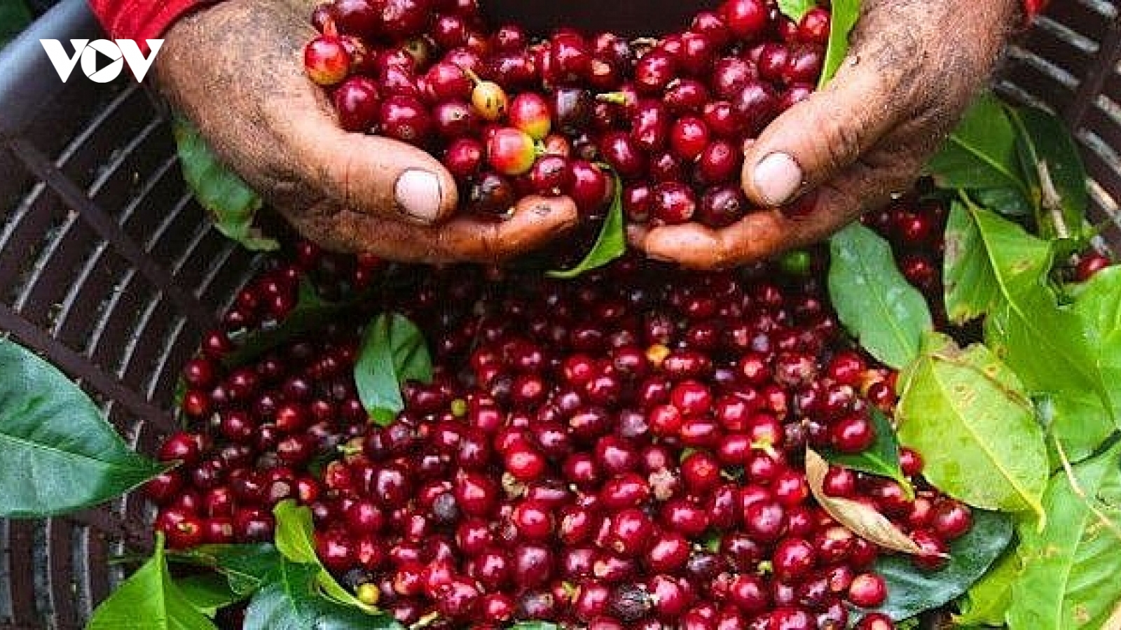 Giá cà phê hôm nay 1/9: Giá cà phê thế giới, hai sàn đều giảm