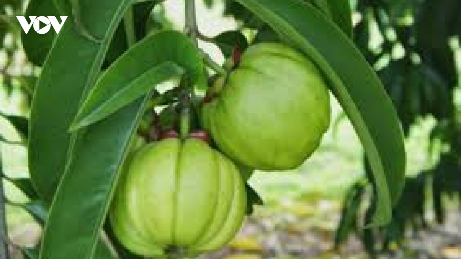 Bệnh nhi 13 tuổi bị tổn thương gan nghi do sử dụng thuốc giảm cân