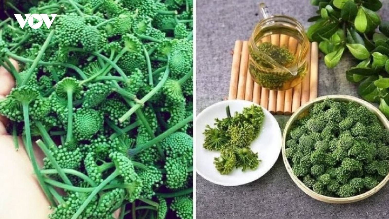 Công dụng của hoa tam thất với sức khỏe