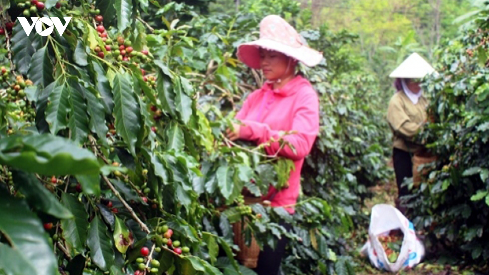 Giá cà phê hôm nay 31/10: Giá cà phê trong nước đi ngang