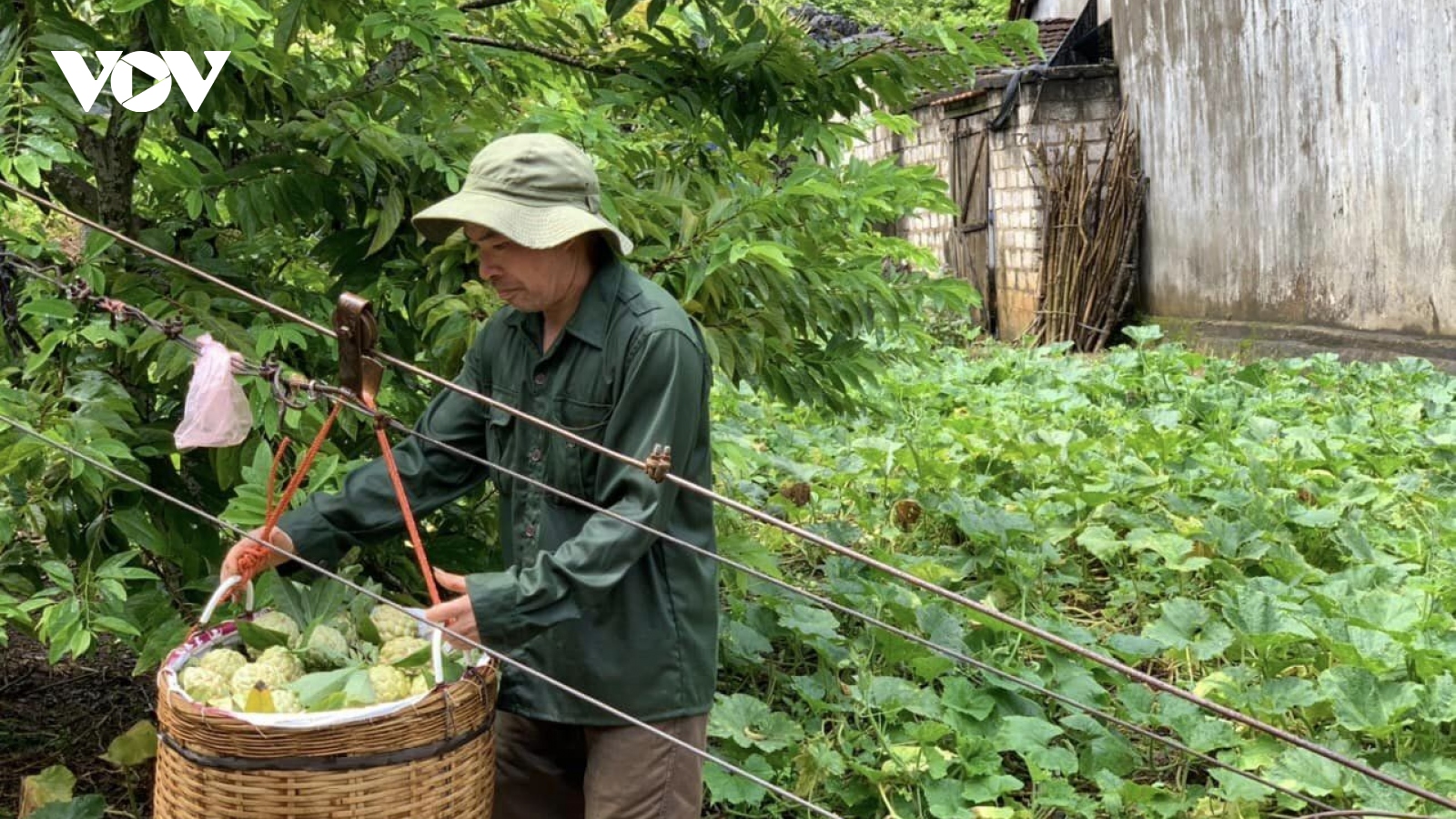 Na Chi Lăng: Quả ngọt miền biên viễn