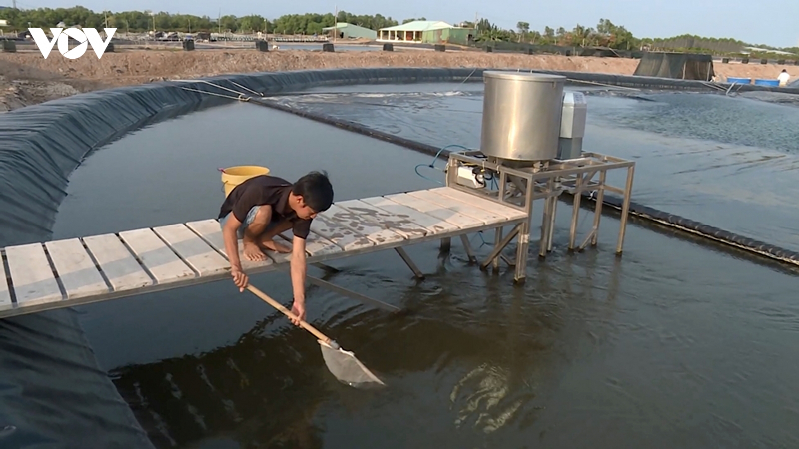 Tôm nuôi ở Trà Vinh bị thiệt hại nặng do thời tiết bất thường