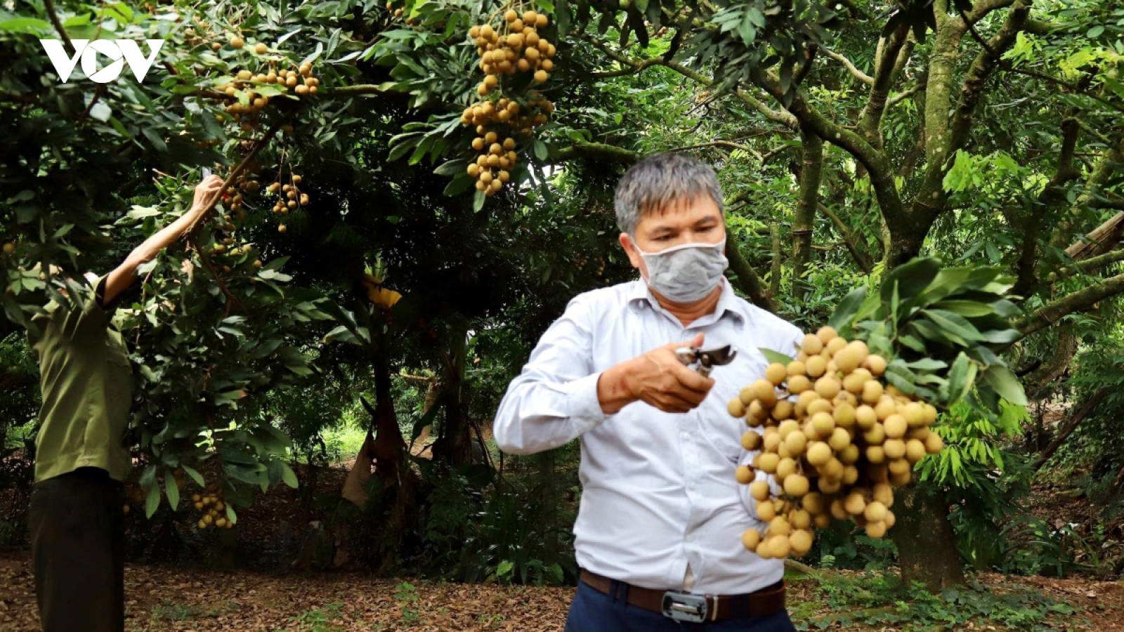Mùa nhãn "đắng" ở Hưng Yên