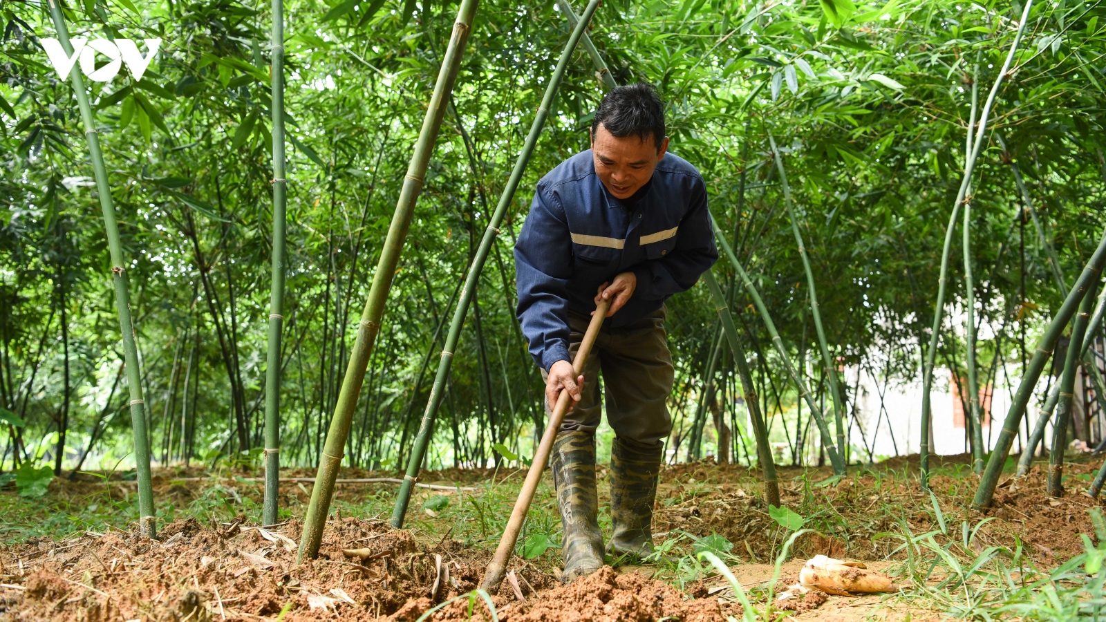 Nông dân Bắc Giang đổi đời nhờ măng tre lục trúc