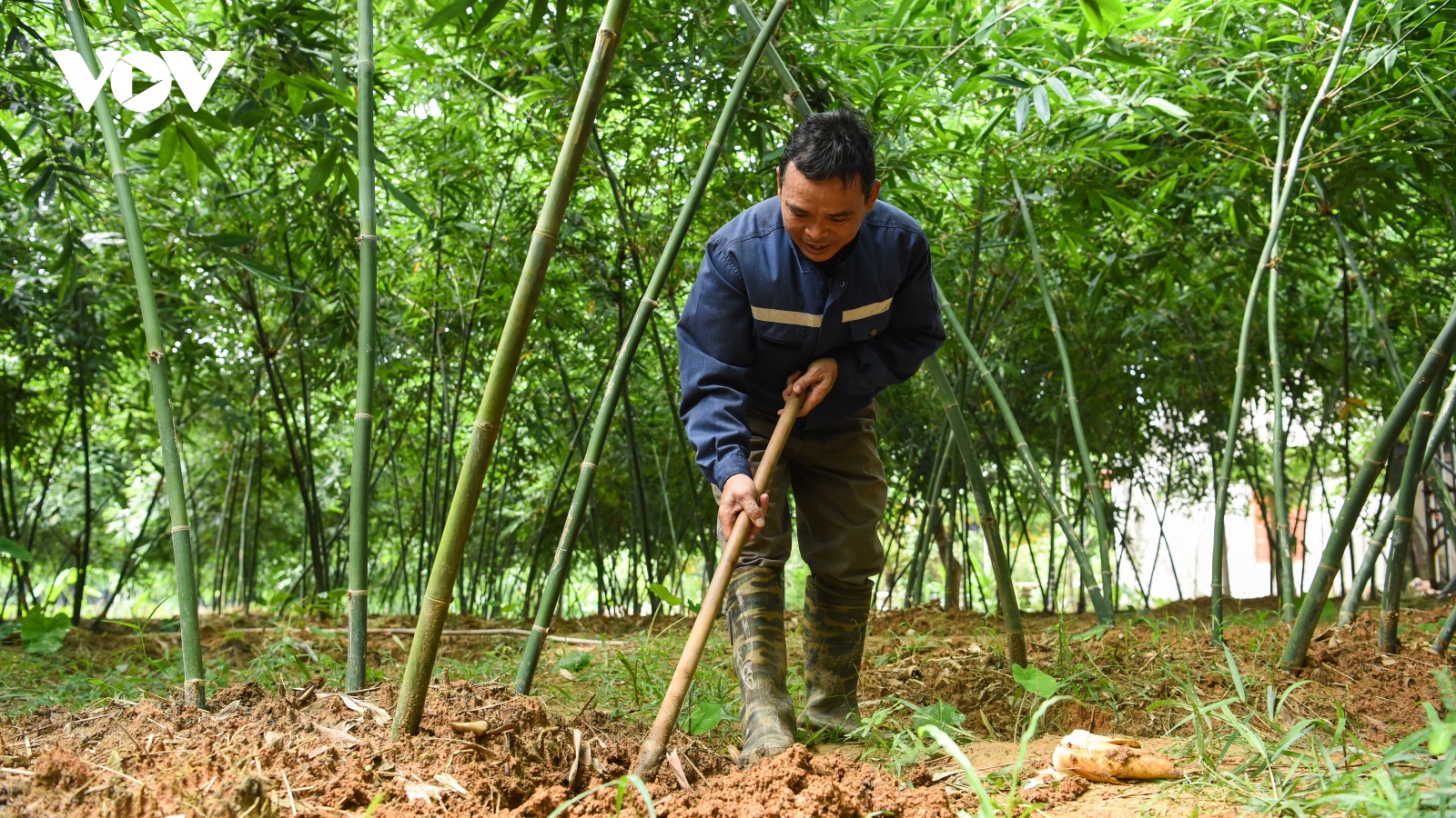 Nông dân Bắc Giang đổi đời nhờ măng tre lục trúc