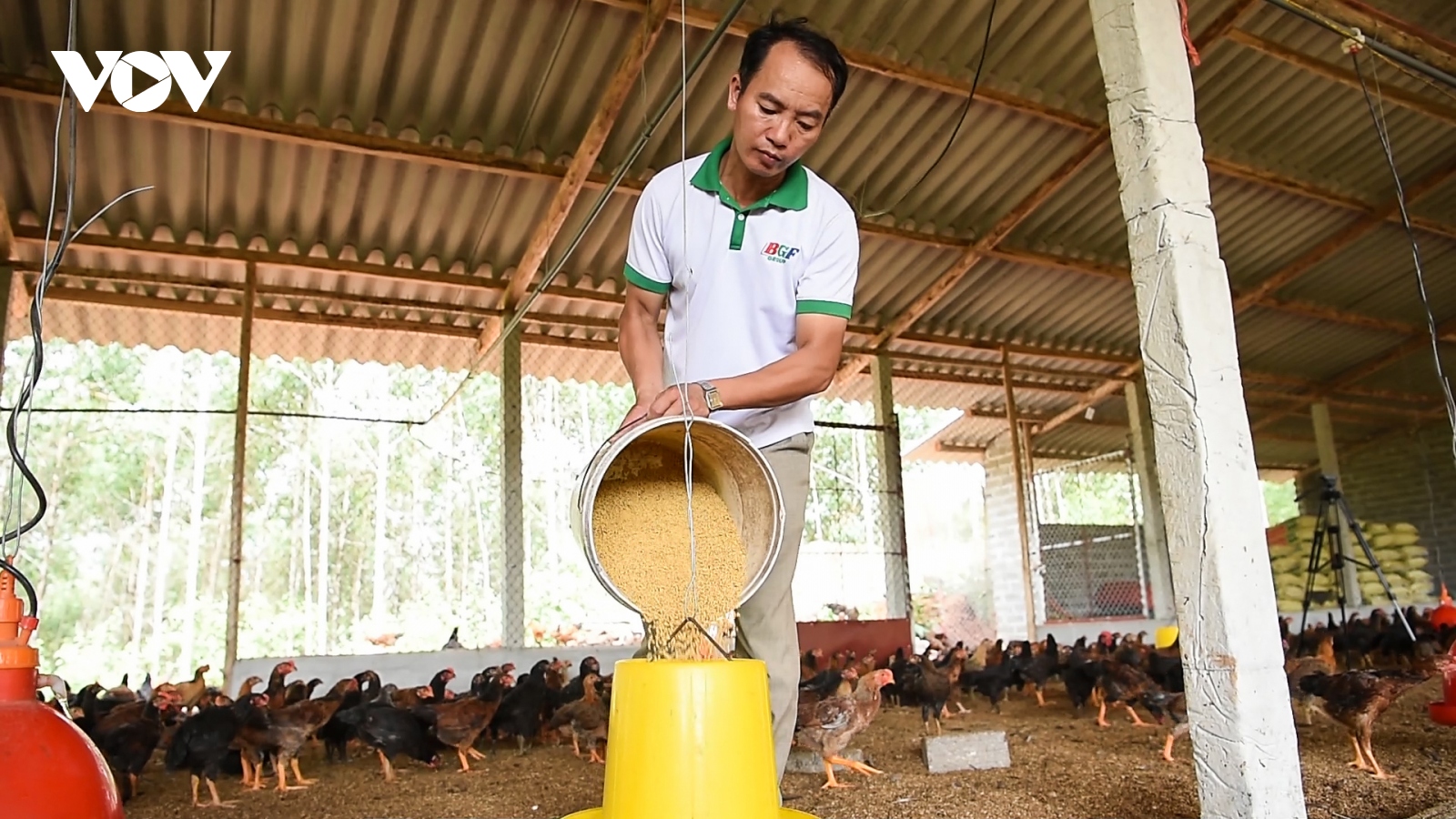 Làm giàu từ mô hình trang trại nuôi gà gia công