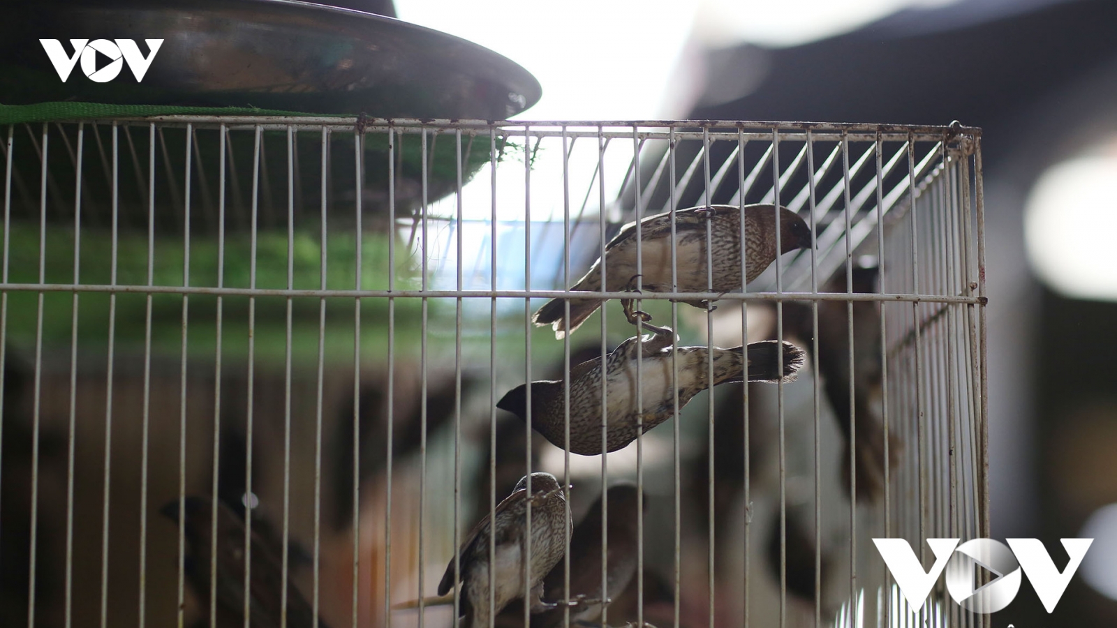 Phóng sinh, tội ác mượn danh lòng từ bi