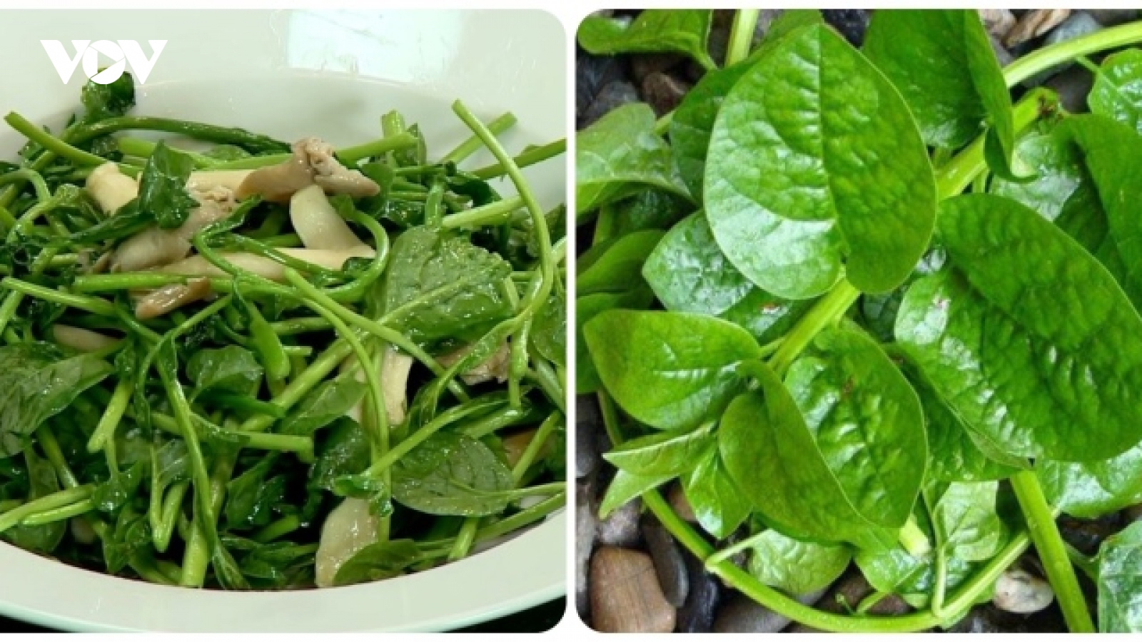 Rau mồng tơi rất tốt nhưng "đại kỵ" với 5 nhóm người này