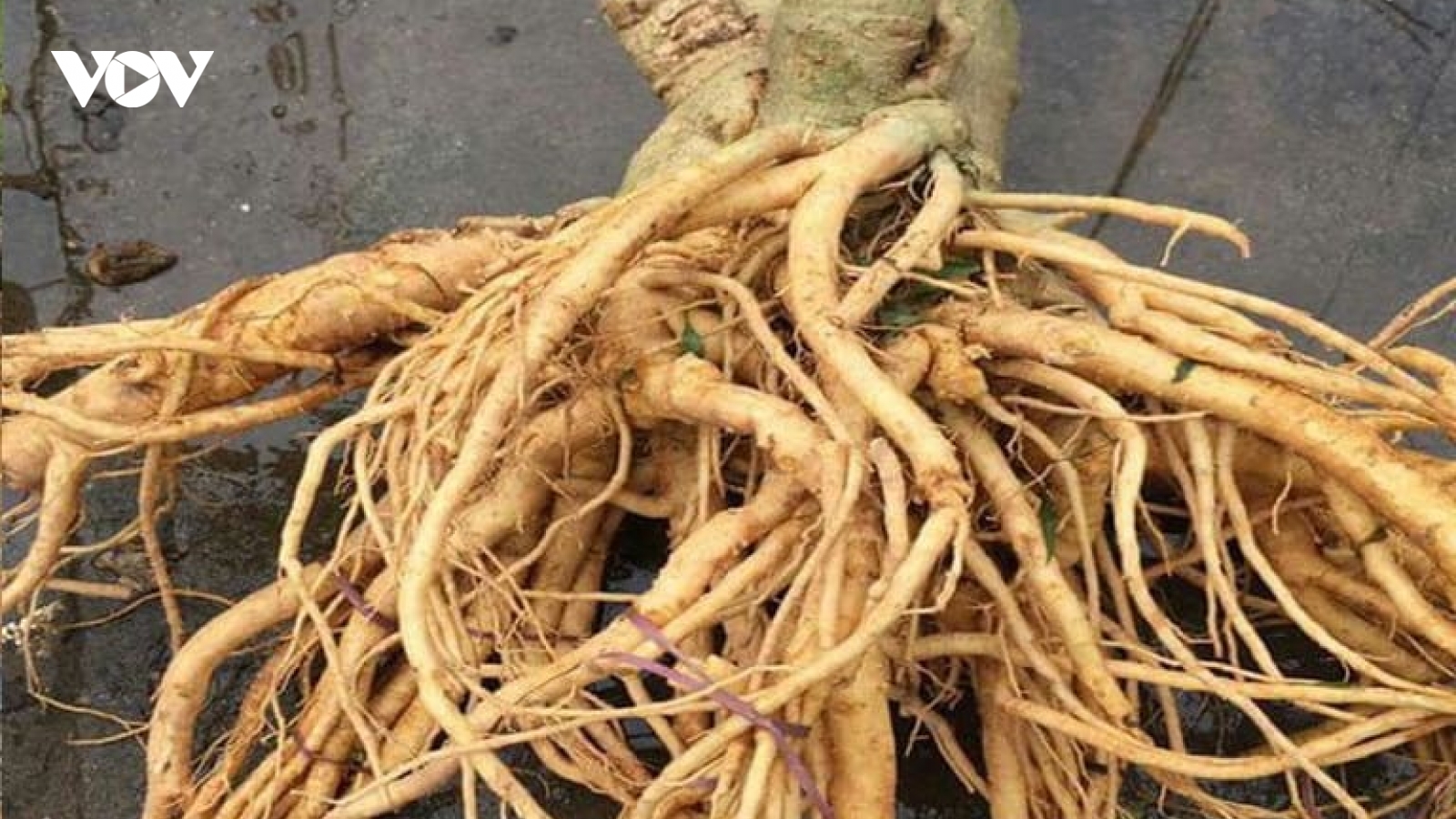 Rễ đinh lăng tăng lực, chống độc