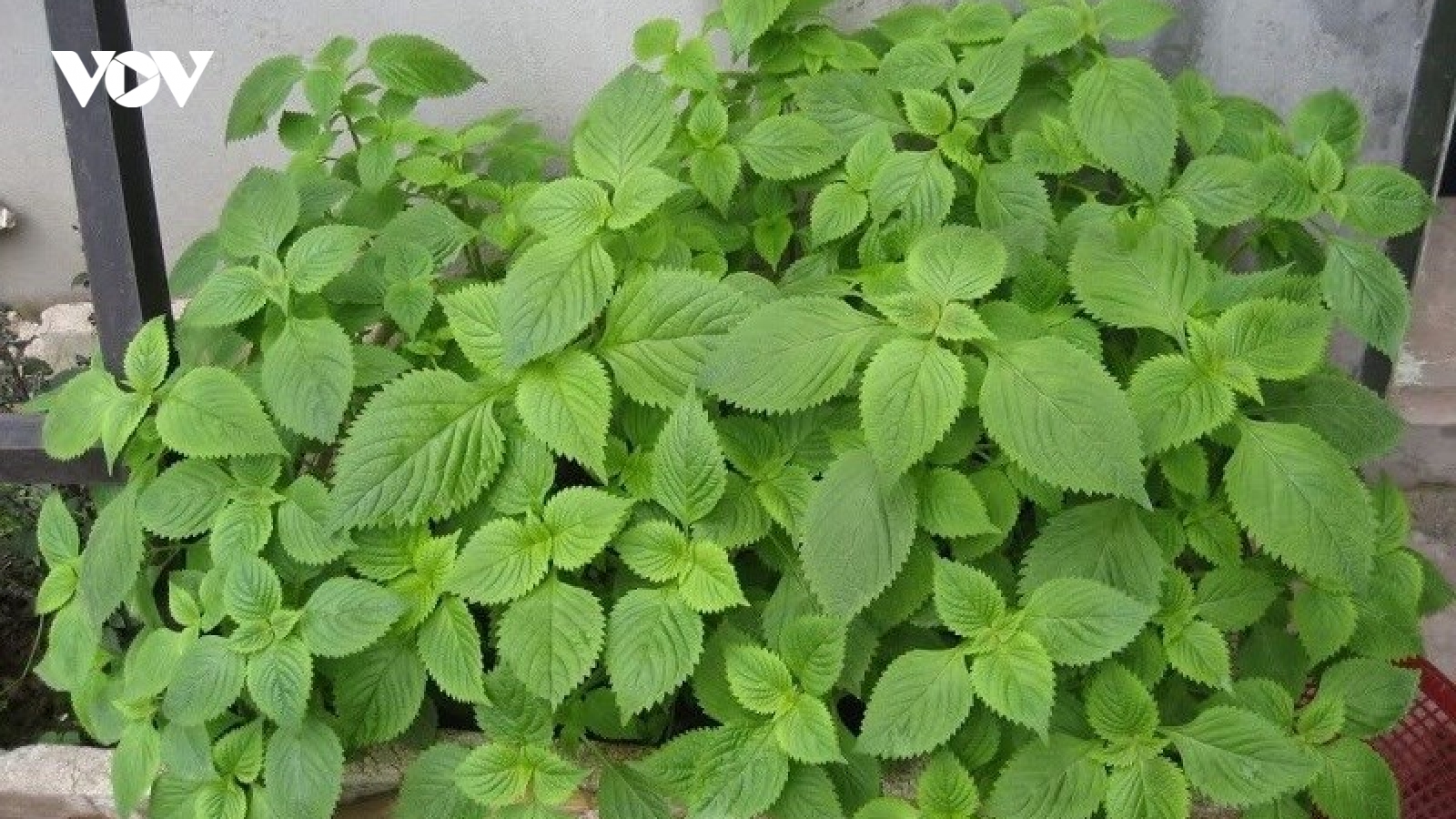 Kinh giới tốt cho sức khoẻ như thế nào?