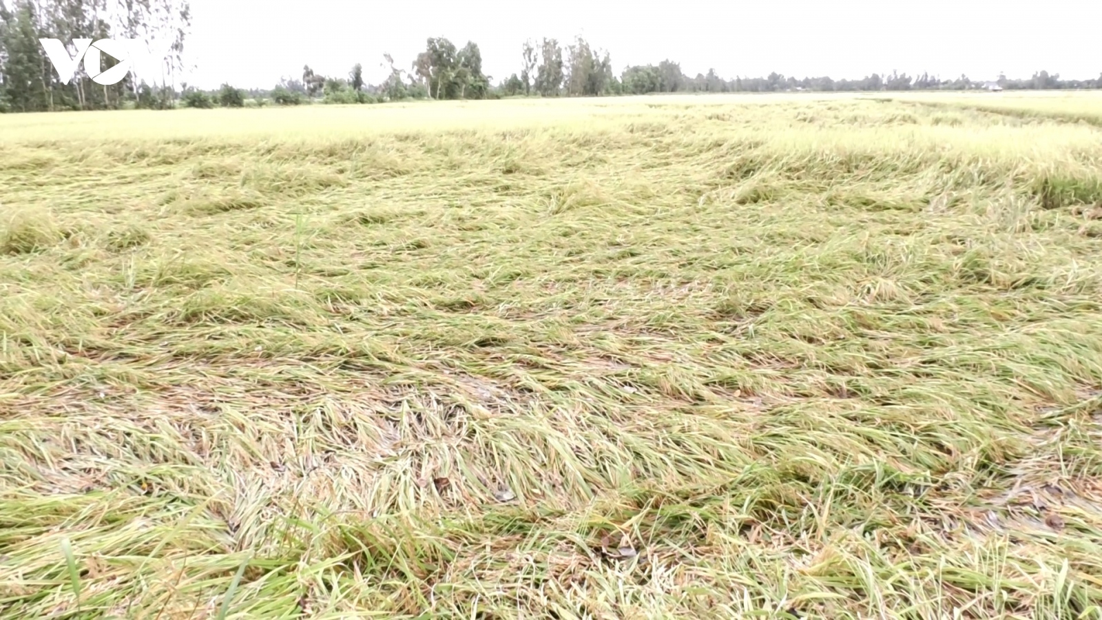 Mưa lớn kéo dài, hơn 32.000 ha lúa Hè thu ở Bạc Liêu bị đổ ngã, ngập úng