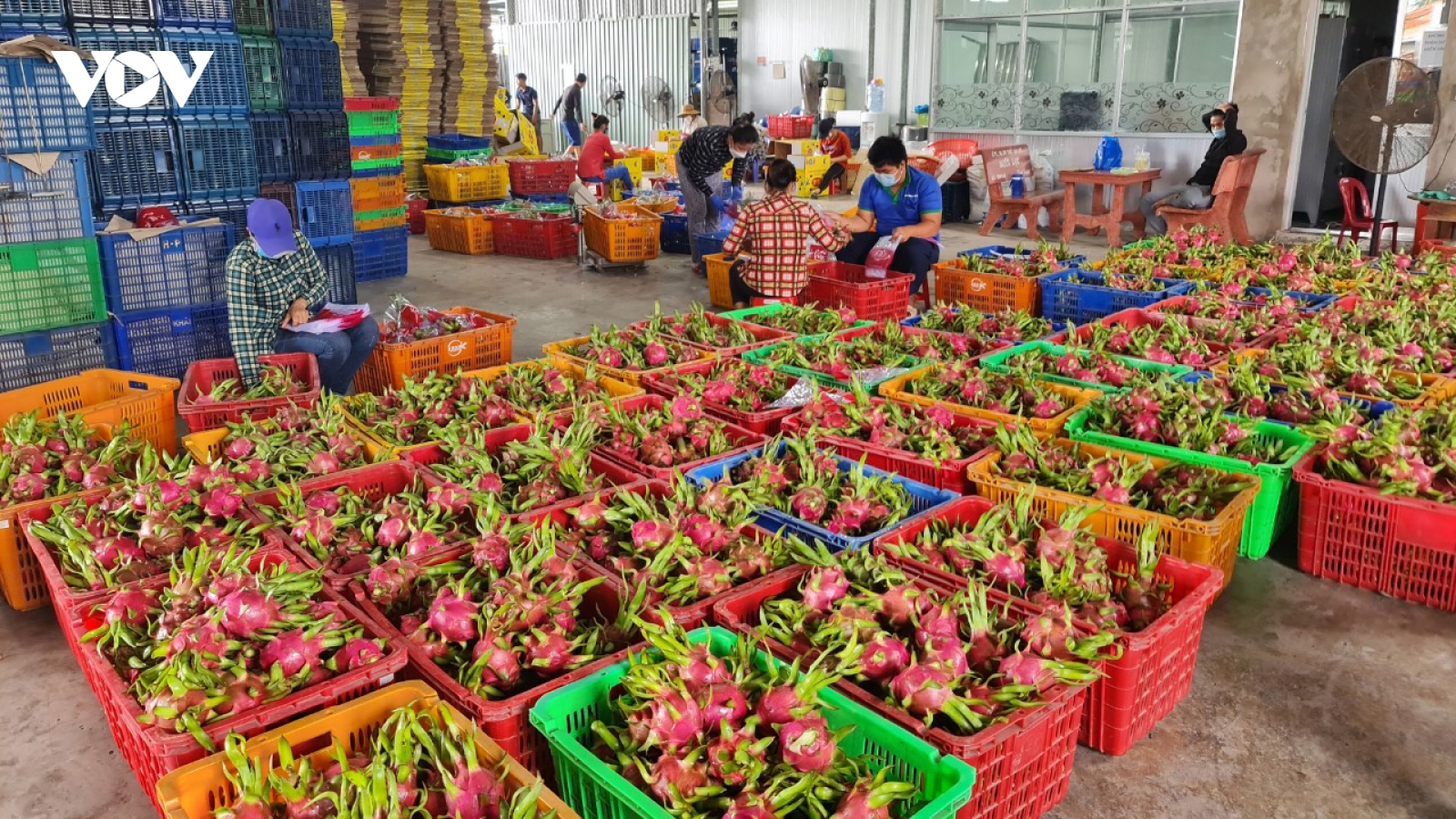 Liên kết sản xuất, tiêu thụ thanh long thương phẩm còn hạn chế
