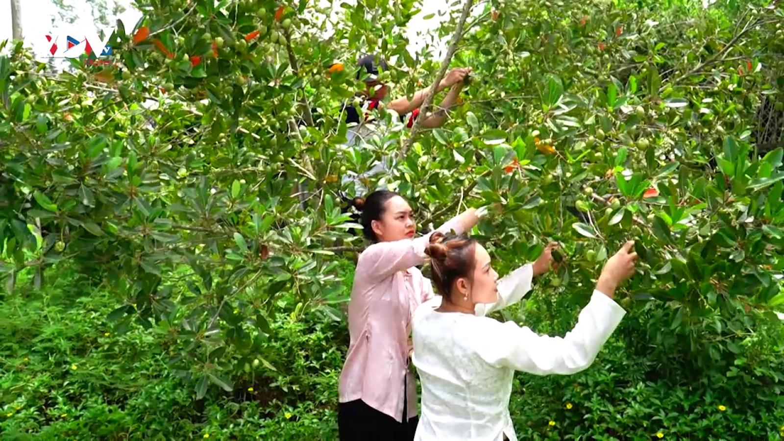 Tiềm năng phát triển du lịch nông thôn tỉnh Kiên Giang