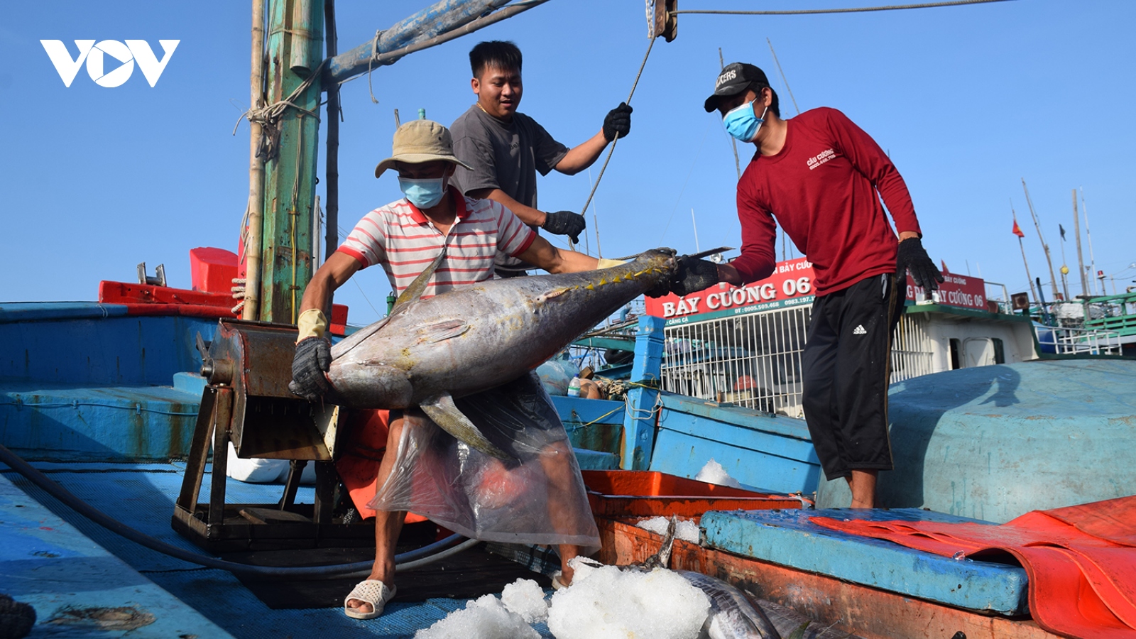 Bình Định ứng dụng công nghệ trong bảo quản cá ngừ đại dương