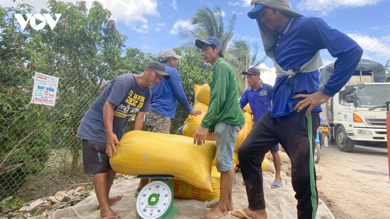 Sản xuất lúa an toàn hướng đến thị trường quốc tế
