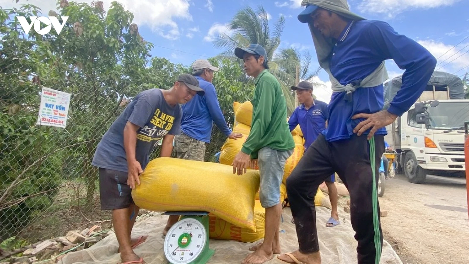 Sản xuất lúa an toàn hướng đến thị trường quốc tế