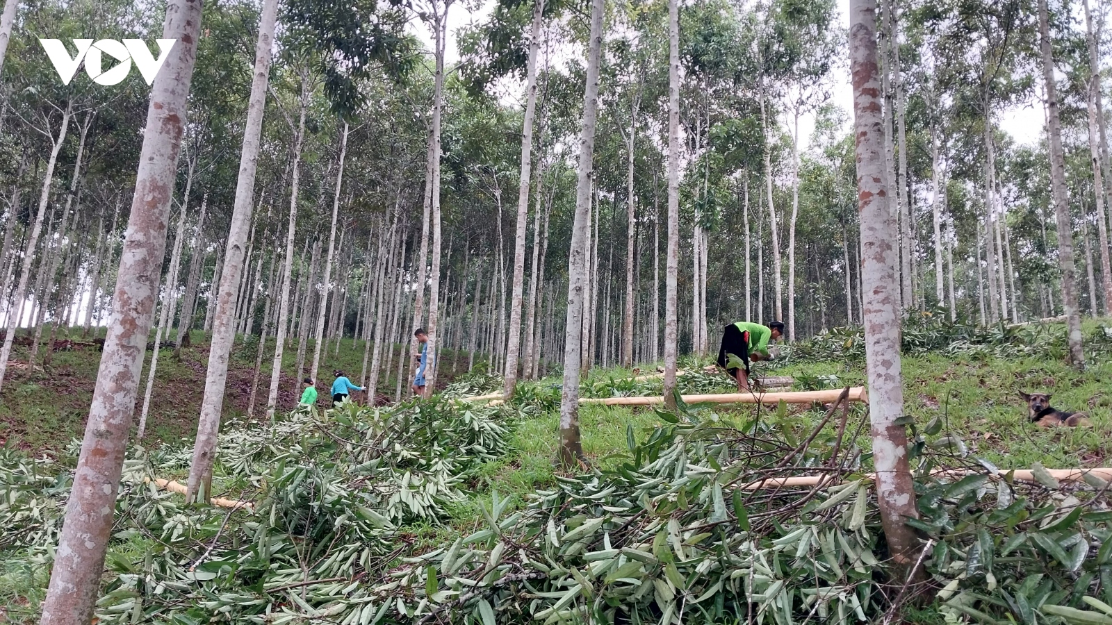 Cây quế “vàng xanh” ở tỉnh Lào Cai, giúp người dân phát triển kinh tế