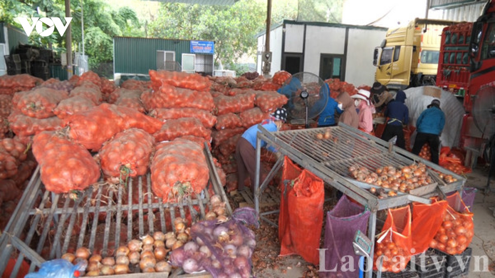 Nhộn nhịp chợ nông sản tại cửa khẩu Kim Thành (Lào Cai)