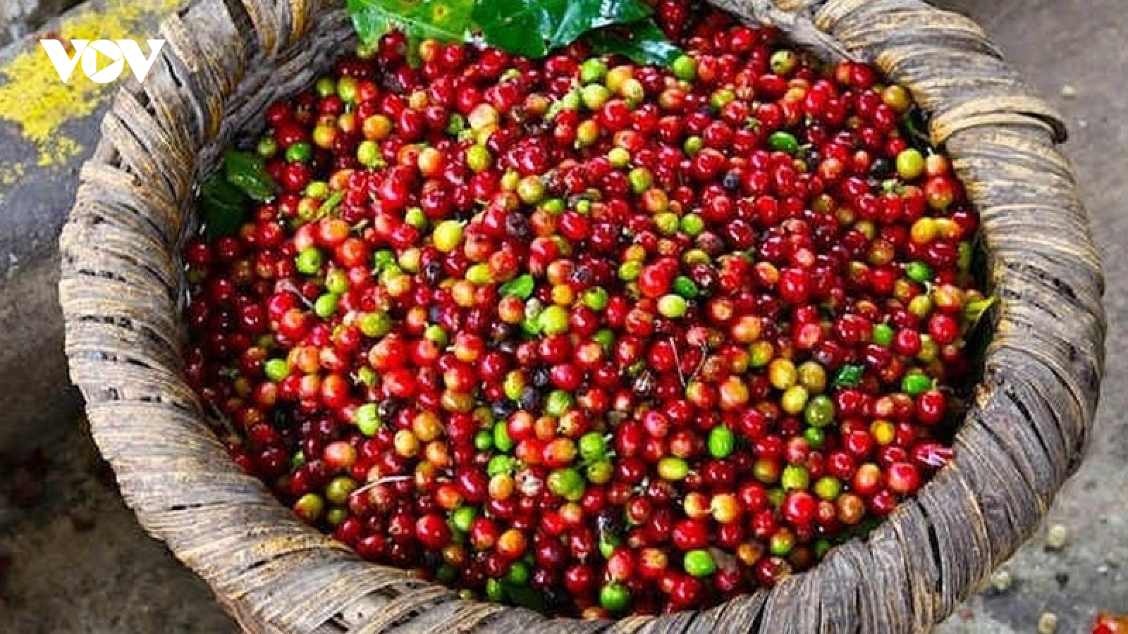 Giá cà phê hôm nay 29/9: Trong nước tăng cao nhất 66.800 đồng/kg
