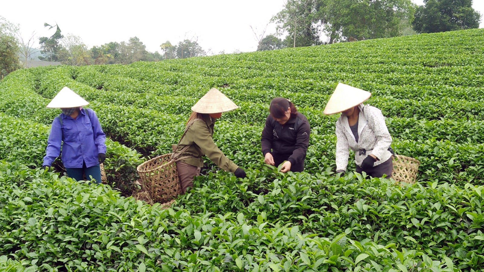 Hợp tác xã cần có thêm cơ chế chính sách để phát triển