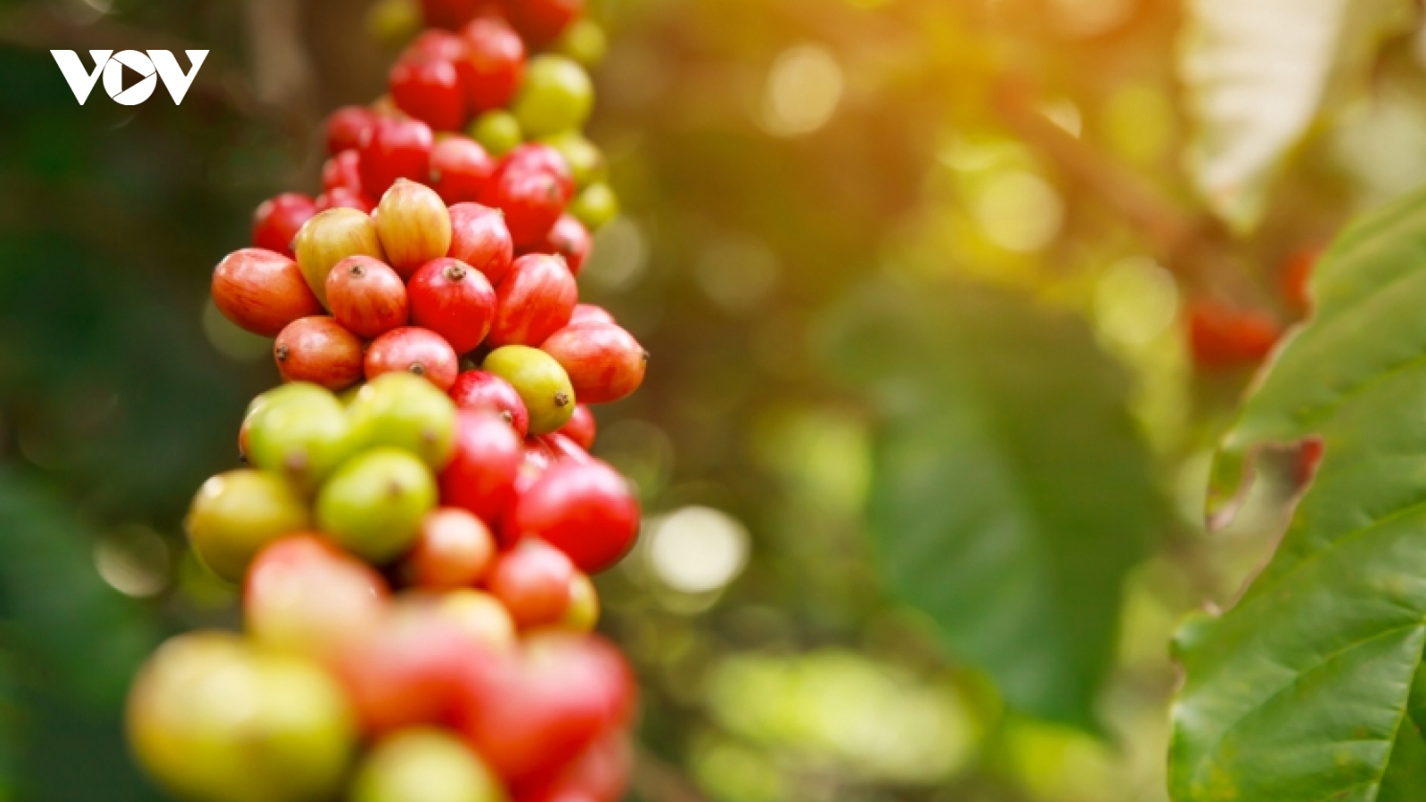 Giá cà phê hôm nay 23/9: Trong nước cao nhất 66.500 đồng/kg