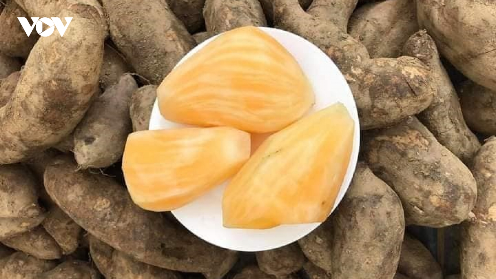 Loại sâm bán rẻ như khoai lang có gì đặc biệt?