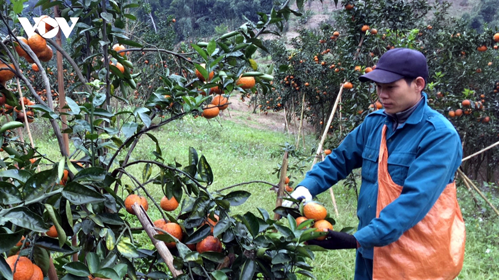 Thị trường cho sản phẩm vùng đồng bào dân tộc miền núi còn quá nhỏ hẹp